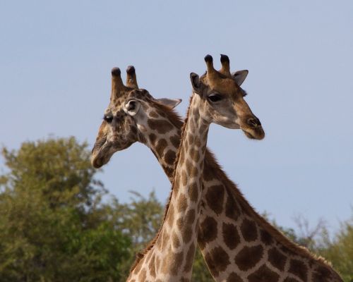 giraffe animal world mammal