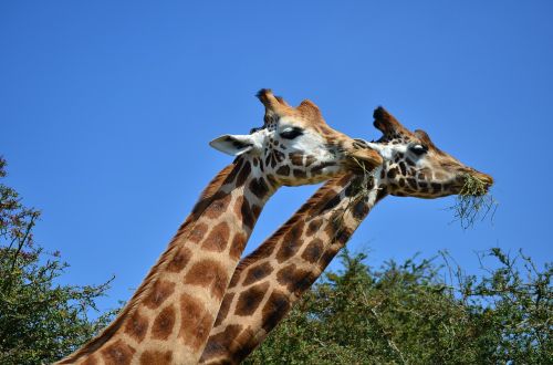 giraffe tallest nature