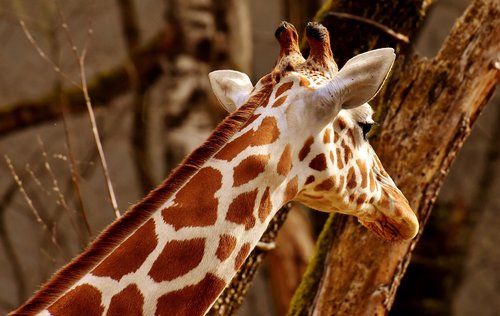 giraffe  zoo  animal