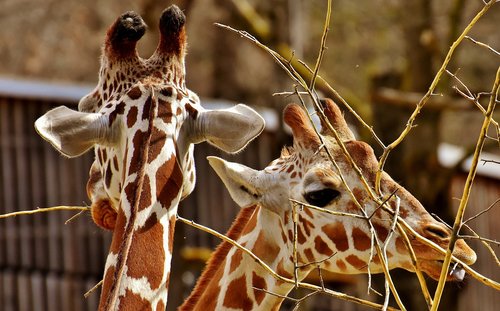 giraffe  zoo  animal