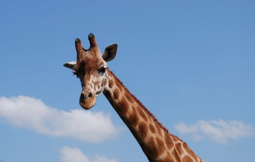 giraffe africa wildlife