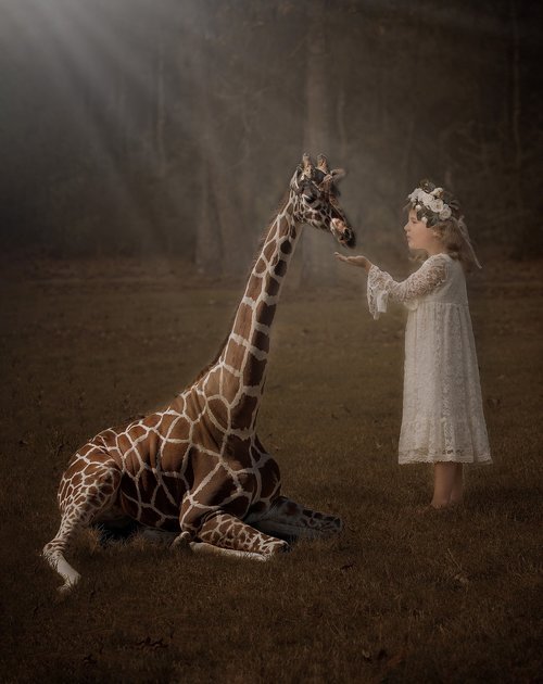 giraffe  nature  fantasy