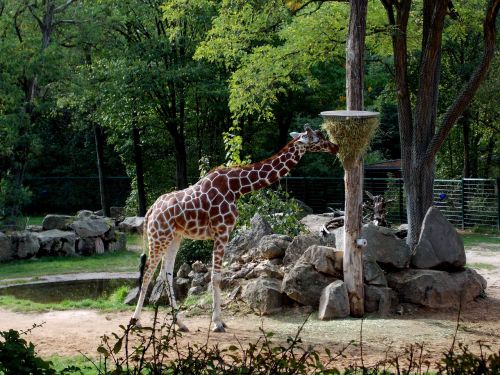 giraffe tiergarten paarhufer