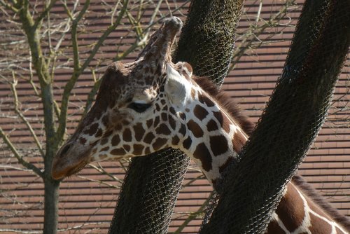 giraffe  zoo  blijdorp