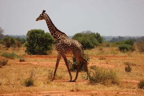 giraffe kenya tsavo