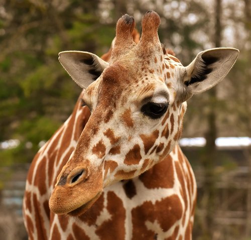 giraffe  zoo  animal