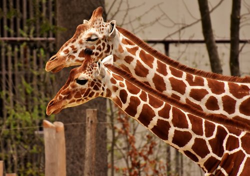 giraffe  zoo  animal