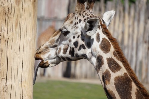 giraffe  tongue  zoo