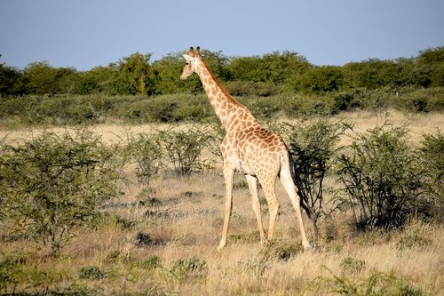 giraffe  tall  walking