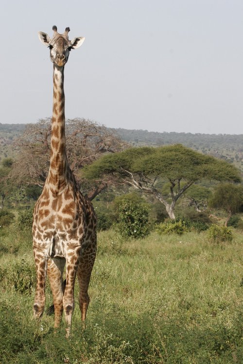 giraffe  safari  tall
