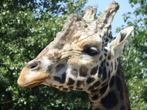 giraffe  head  zoo