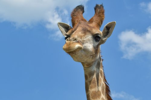 giraffe  head  portrait