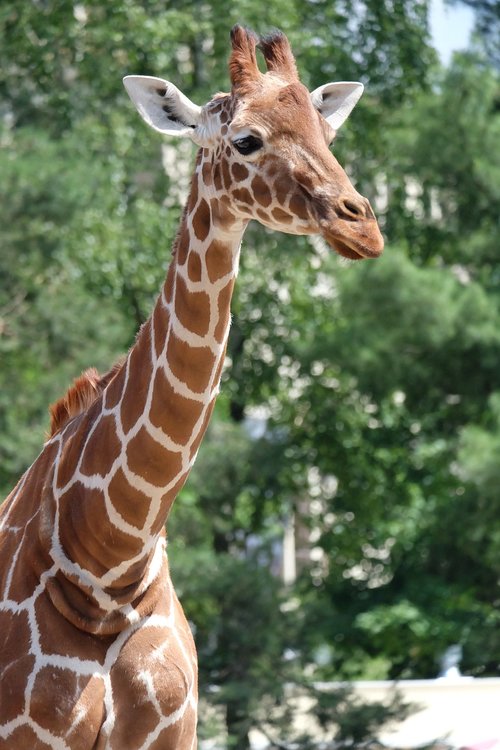 giraffe  animal  wildlife