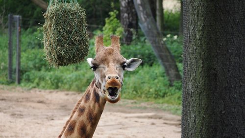 giraffe  zoo  close up