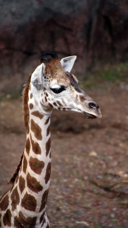 giraffe  young  neck