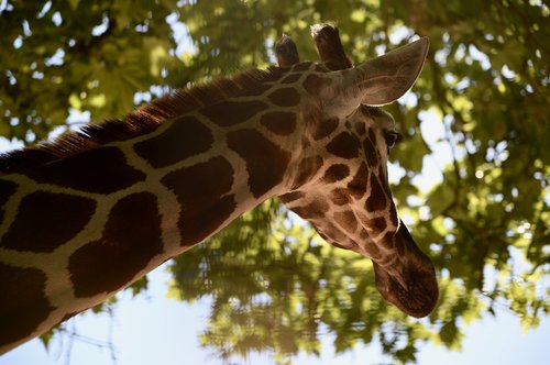 giraffe  animals  zoo