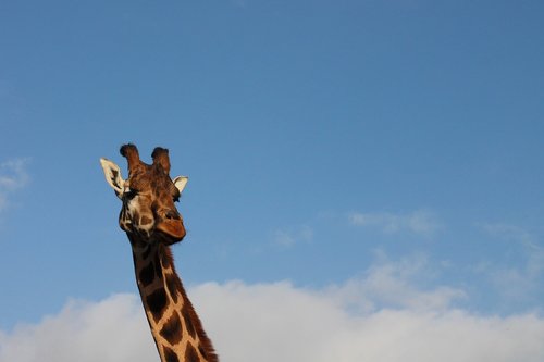 giraffe  sky  animal