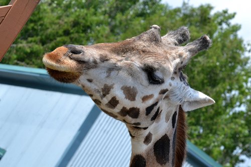 giraffe  zoo  animal