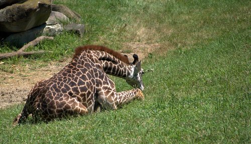 giraffe  baby  zoo