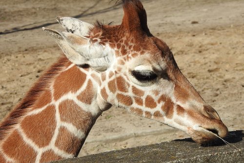 giraffe  giraffe head  zoo
