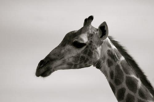 giraffe south africa safari