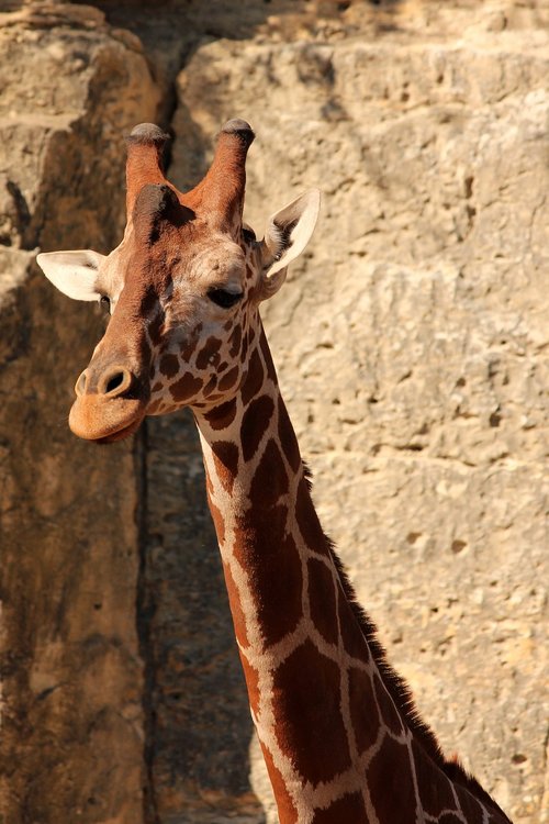 giraffe  animal  zoo