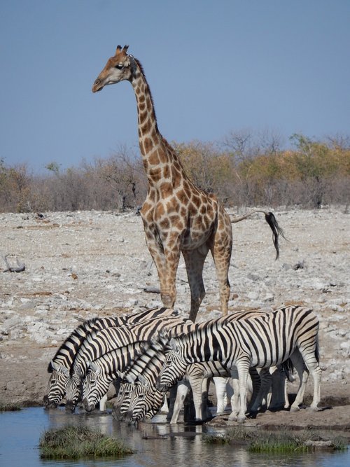 giraffe  zebra  africa