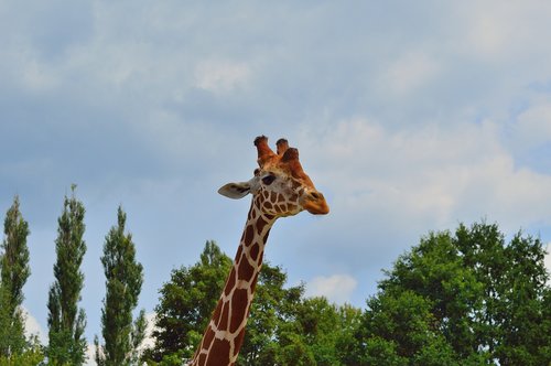 giraffe  zoo  animals