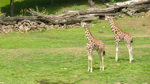 giraffe  zoo  animal world