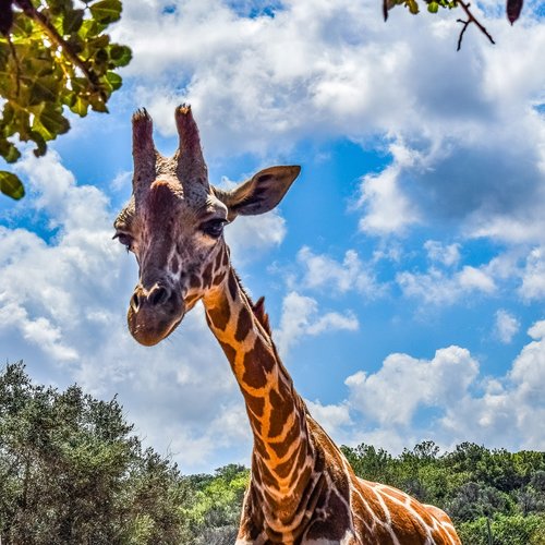 giraffe  animal  neck