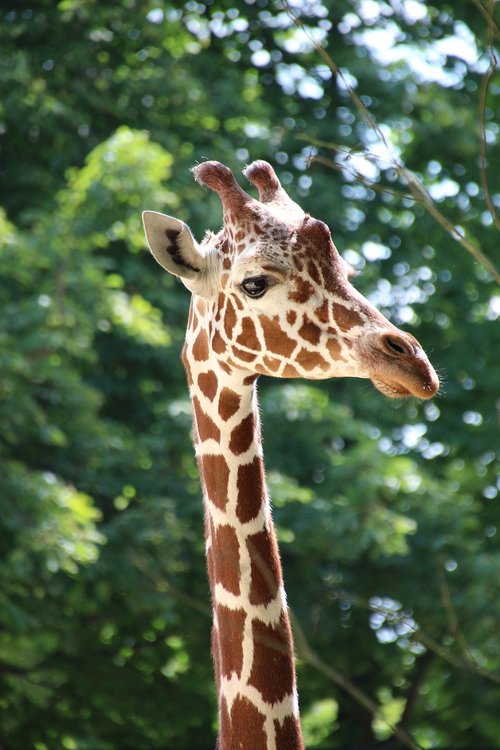 giraffe  zoo  schönbrunn