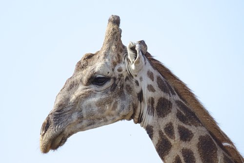 giraffe  head  animal