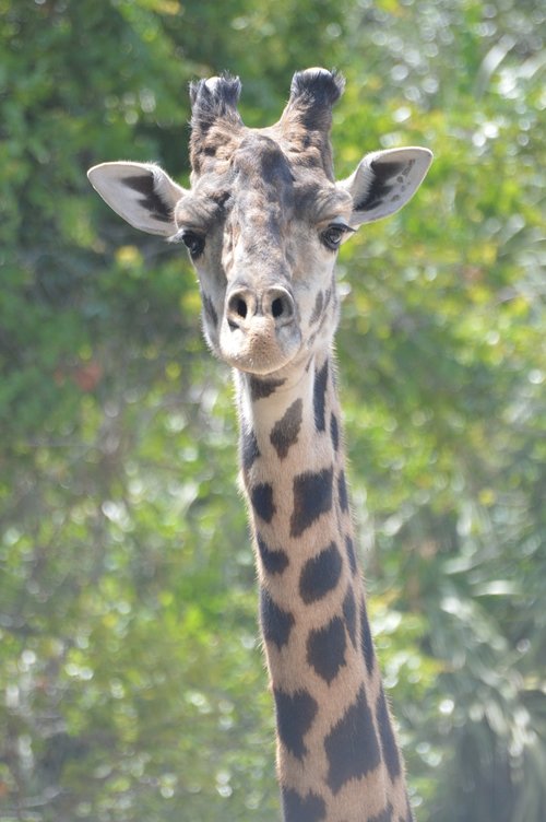 giraffe  neck  zoo