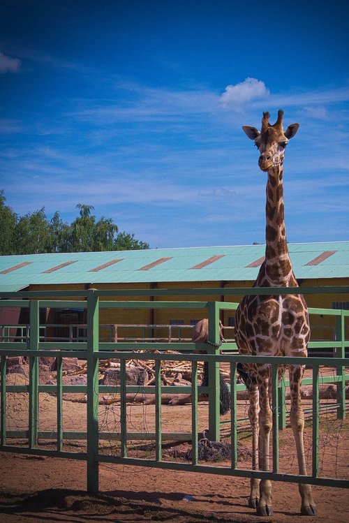 giraffe  animal  africa