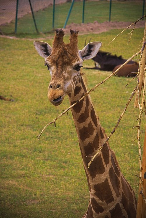 giraffe  animal  africa