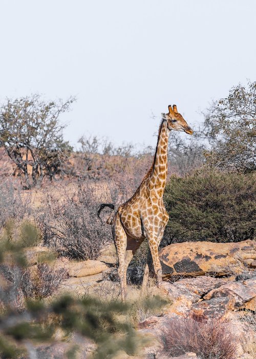 giraffe  namibia  africa