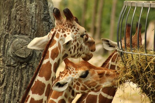 giraffe  nature  zoo