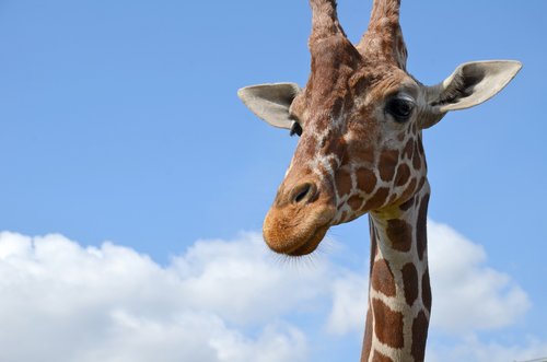 giraffe  zoo  safari