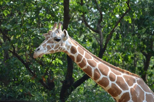 giraffe  wild  animal