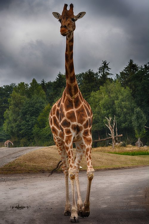 giraffe  close up  animal