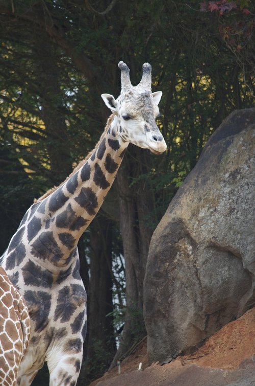 giraffe  animal  africa