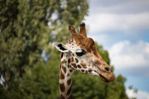 giraffe  mammal  animal