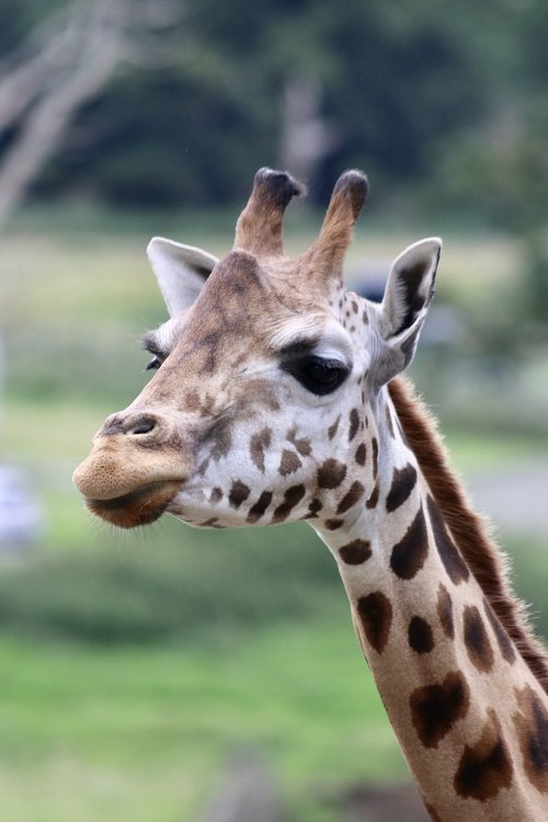 giraffe  giraffe head  wildlife