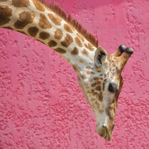 giraffe  long neck  pink