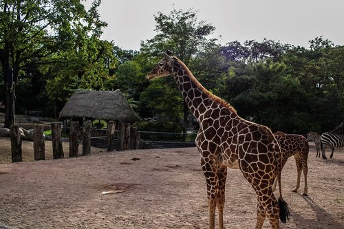 giraffe  zoo  wild animal