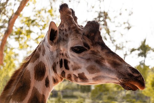 giraffe  head  neck