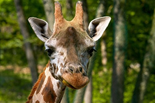 giraffe  animal world  animal