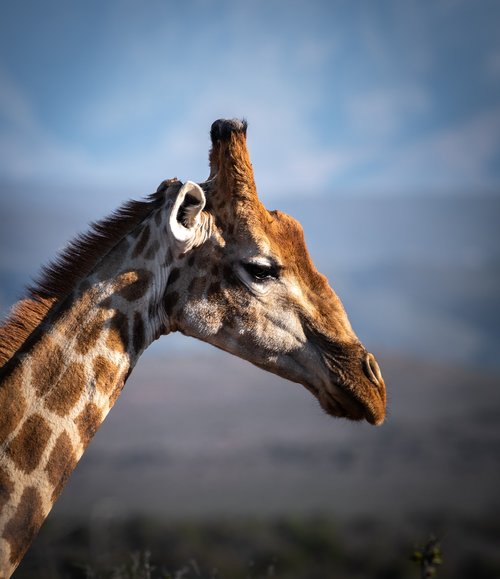 giraffe  safari  africa