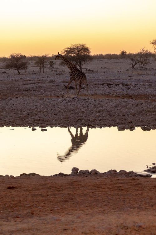 giraffe  water hole  evening