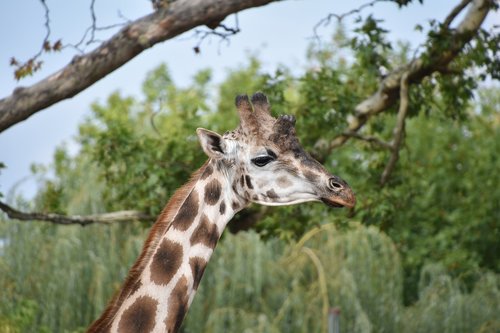 giraffe  nature  africa
